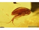 False Flower Beetle, Scraptiidae. Fossil insect in Baltic amber #7344