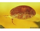 False Flower Beetle, Scraptiidae. Fossil insect in Baltic amber #7344