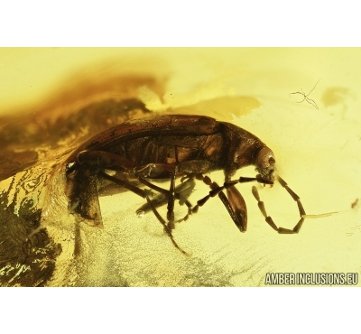 Darkling beetle, Tenebrionidae, Alleculinae (Male). Fossil insect in Baltic amber #7346