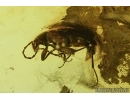 Darkling beetle, Tenebrionidae, Alleculinae (Male). Fossil insect in Baltic amber #7346