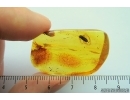 Click beetle, Elateroidea. Fossil inclusion in Baltic amber #7354
