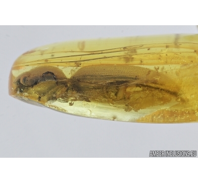 Click beetle, Elateroidea. Fossil inclusion in Baltic amber #7355