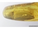 Click beetle, Elateroidea. Fossil inclusion in Baltic amber #7355