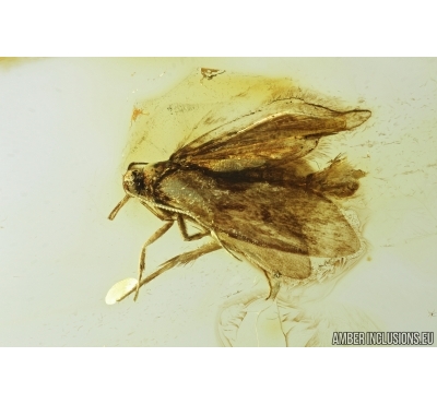 Lepidoptera, Moth. Fossil insect in Ukrainian amber #7373