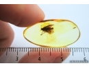Lepidoptera, Moth. Fossil insect in Ukrainian amber #7373