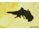 Caterpillar in case, Lepidoptera. Fossil inclusion in Baltic amber #7375