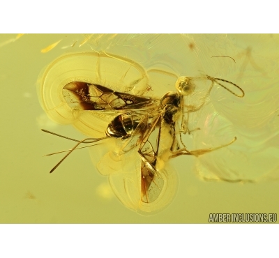 Hymenoptera, Braconidae, Wasp. Fossil insect in Baltic amber #7383