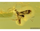 Hymenoptera, Braconidae, Wasp. Fossil insect in Baltic amber #7383
