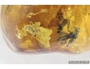 Rare Wasp, Hymenoptera, Proctotrupidae, Spider and More. Fossil inclusions in Baltic amber #7385