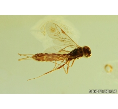 Hymenoptera, Ichneumonidae, Townesitinae Wasp. Fossil insect in Ukrainian amber #7386