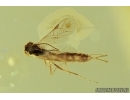 Hymenoptera, Ichneumonidae, Townesitinae Wasp. Fossil insect in Ukrainian amber #7386