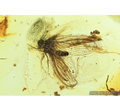 Lacewing, Neuroptera. Fossil insect in Baltic amber #7393