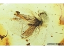 Lacewing, Neuroptera. Fossil insect in Baltic amber #7393