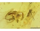 Lacewing, Millipede, Leaf and More. Fossil inclusions in Baltic amber #7394