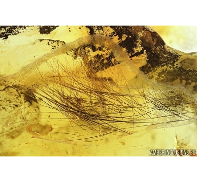 Mammalian hair. Fossil inclusion in Ukrainian amber #7395