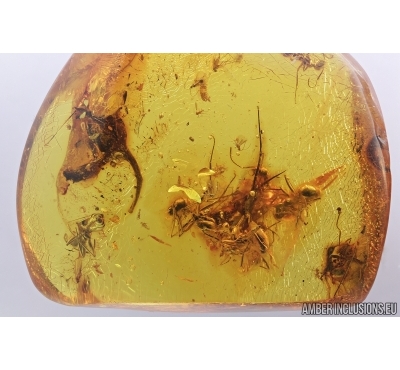 Big Flower and Big Ants. Fossil inclusions in Baltic amber #7396