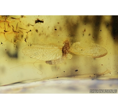 Mayfly, Ephemeroptera. Fossil insect in Ukrainian amber stone #7397R