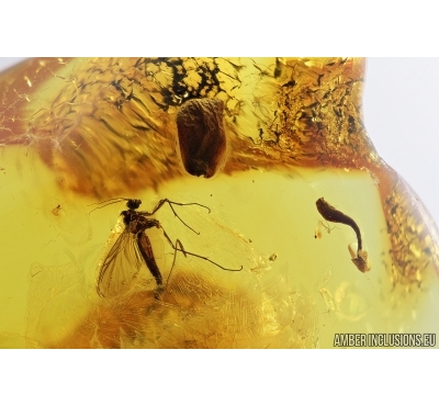Flower fragment and Fungus Gnat. Fossil inclusions in Baltic amber #7404