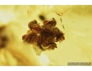 Two Oak Flowers, Leaf and More. Fossil inclusions in Baltic amber #7406