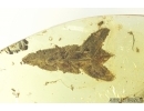 Nice Plant, Thuja. Fossil inclusion in Baltic amber #7408