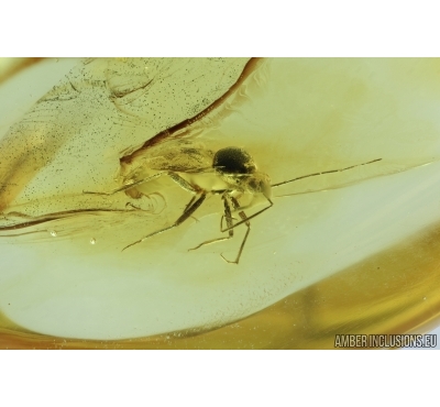 Miridae, True Bug. Fossil insect in Baltic amber #7414