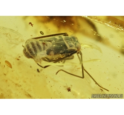 Miridae, True Bug and Big Termite. Fossil insect in Baltic amber #7415