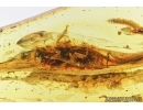 Miridae, True Bug and Big Termite. Fossil insect in Baltic amber #7415