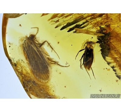 ASSASSIN BUG, REDUVIIDAE, and CADDISFLY, TRICHOPTERA. Fossil inclusions in Baltic amber #4716