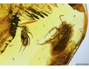 ASSASSIN BUG, REDUVIIDAE, and CADDISFLY, TRICHOPTERA. Fossil inclusions in Baltic amber #4716