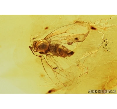 WHITEFLY, ALEYRODOIDEA. Fossil insect in Baltic amber #7417