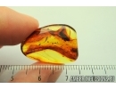 Cricket, Orthoptera. Fossil insect in Big Baltic amber stone #7419