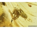 Hymenoptera, Two Ants, one of them in Spider web. Fossil inclusions in Baltic amber #7422