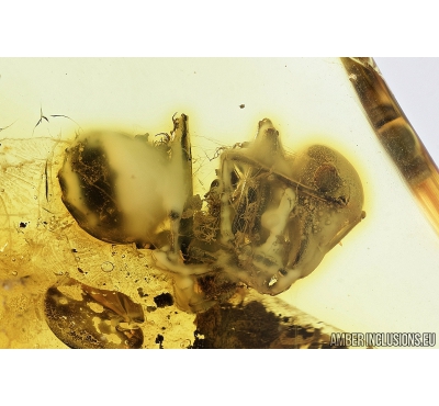 Very Rare Big Ant Formicidae Prionomyrmecinae Prionomyrmex in Spider Web! Fossil insect in Baltic amber #7423