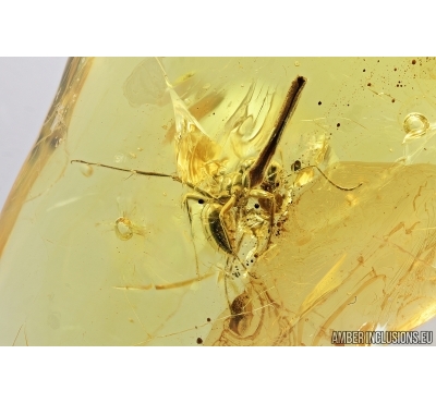 Ant and two Leaves. Fossil inclusions in Baltic amber #7425