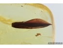 Ant and two Leaves. Fossil inclusions in Baltic amber #7425