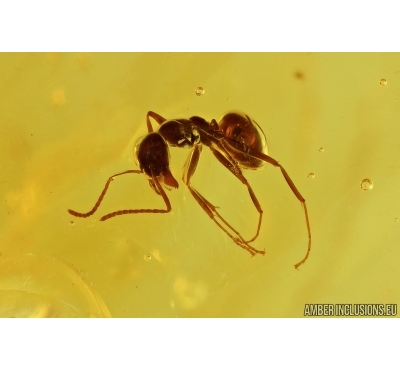 Nice Ant, Hymenoptera. Fossil inclusion in Baltic amber #7426
