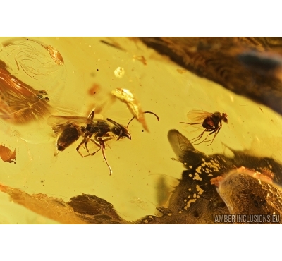 Big Winged Ant and Flies. Fossil inclusions in Big 45g Baltic amber stone #7428