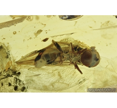 Hover Fly, Syrphidae. Fossil insect in Baltic amber #7433