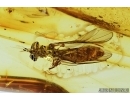 Hover Fly, Syrphidae. Fossil insect in Baltic amber #7434