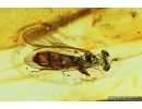 Hover Fly, Syrphidae. Fossil insect in Baltic amber #7434