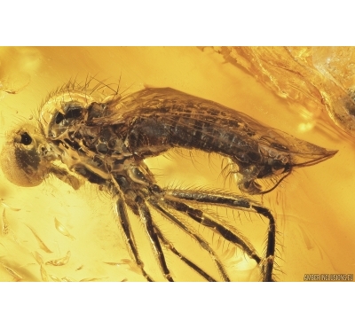 Dance fly, Empididae. Fossil insect in Baltic amber #7436