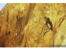 Dance fly, Empididae. Fossil insect in Baltic amber #7436