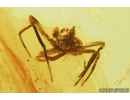 Anisopodidae, Sylvicola. Wood gnat and Spider. Fossil inclusions in Baltic amber #7437