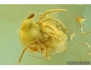 Biting midge Ceratopogonidae with Mite Acari and Spider. Fossil inclusions in Baltic amber #7438