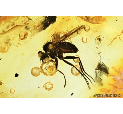 Long-legged fly, Dolichopodidae,  with Mite, Acari. Fossil insects in Baltic amber #7439