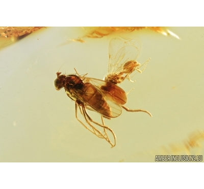 Long-legged flies, Dolichopodidae, and Wasp, Hymenoptera. Fossil insects in Baltic amber #7440