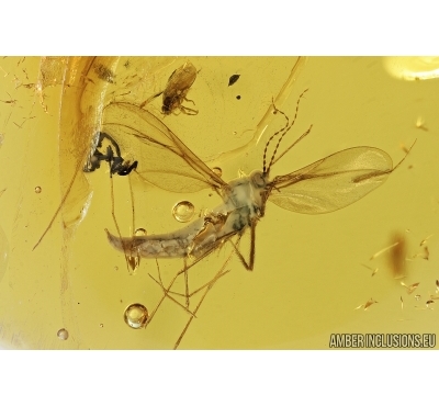 Gall Midge, Cecidomyiidae. Fossil insect in Baltic amber #7441