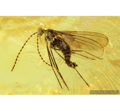 Gall Midge, Cecidomyiidae. Fossil insect in Baltic amber #7442
