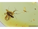 Gall Midge, Cecidomyiidae and Fungus gnat, Mycetophilidae. fossil insects in Baltic amber #7443