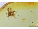 Gall Midge, Cecidomyiidae and Fungus gnat, Mycetophilidae. fossil insects in Baltic amber #7443